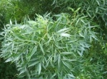 Fraxinus angustifolia (Fresno de hoja estrecha)