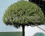 Ligustrum japonica (Aligustre)